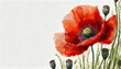 Oil painting of a poppy pure white background canvas, copyspace on a side