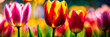 multi-colored tulips bloom in the park. Selective focus.