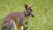 Adult wallaby in grass, an Australian marsupial similar to a kangaroo but very much smaller