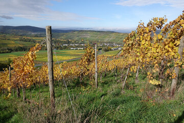 Poster - Weinberg an der Mosel