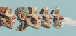 Illustration showing the comparative anatomy of the nasal cavity in different age groups, on a muted sky blue background