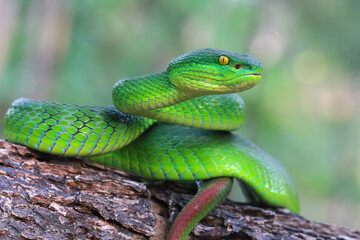 Wall Mural - Green albolaris snake side view, animal closeup, green viper snake closeup head, Indonesian viper snake