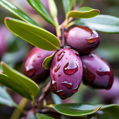 Sticker - Olives on twig close up on white backgrounds