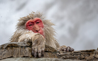 Canvas Print - Japanese macaque (snow monkey), in Hell's Valley, Japan