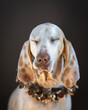 Chien de franche comte or porcelaine hound portrait isolated in front of dark background with flowers around his neck-dog squinting his eyes