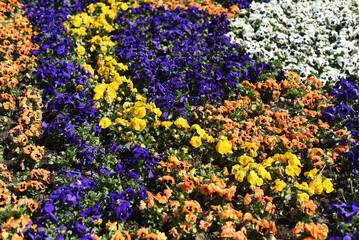 Wall Mural - Bright pansies close-up. Macro. Spring