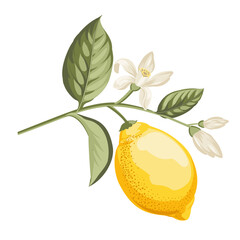 Wall Mural - Lemons branch on white background