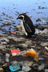 Poster - A penguin standing on a pile of trash, suitable for environmental concepts