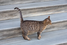 Cat On The Stairs Outdoor. Tabby Cat Walking On A Staircase.