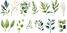 Collection Of Different Types Of Leaves On A Clean White Background. Perfect For Botanical Projects