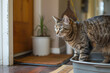 Alert tabby cat by a litter box in a rustic home with wood flooring.