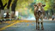 Cow on the street in India, Asia