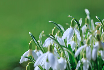 Wall Mural - Spring Snowdrops on bokeh background in sunny garden .