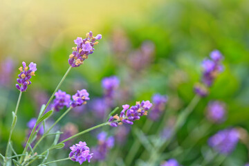 Wall Mural - Blooming purple lavender in a field isolated on green