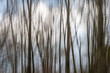 Abstraktes Foto von Bäumen mit Bewegungsunschärfe, ICM