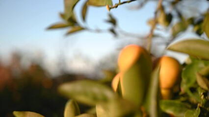 Wall Mural - a man's hand picks an orange in the garden 1