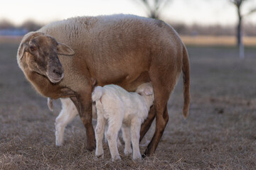 Wall Mural - Brown Katahdin sheep ewe nursing two white lambs in the countryside near Raeford North Carolina.