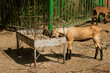 a photo of a young brown goat eating hay. The topic of animal husbandry, animal care and agriculture