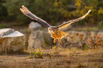 Wall Mural - the great eagle owl (bubo bubo) is a large species of owl in the strigidae family. it is the largest