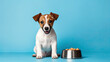Dog sitting next to a bowl of food isolated on blue background