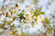 Plum tree branch in bloom in the spring garden