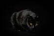 black cat with yellow-golden eyes looking towards the camera in attack position in front of a black background