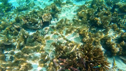 Wall Mural - Reef fish swimming among the rock and coral reef in Cayman Islands