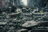 Fototapeta  - Resilience and mental health concept, a beautiful flower growing in the rubble of a house