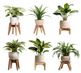 Canvas Print - Set of indoor plants in pots on wooden stools, cut out