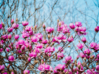 Wall Mural - flowers blooming in spring