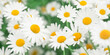 Beautiful field of chamomile flowers. Selective focus. Banner. Floral art background. Daisies close-up.