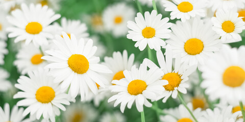 Wall Mural - beautiful field of chamomile flowers. selective focus. banner. floral art background. daisies close-