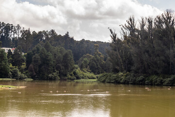 Wall Mural - The beautiful lake surrounded by trees in the hill station town of Ooty.