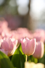 Wall Mural - pink tulip flowers in close up
