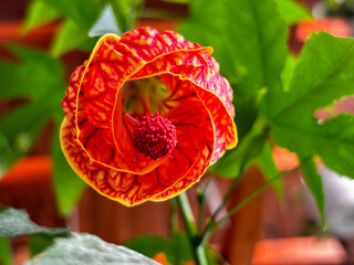 Abutilon darwinii or Callianthe darwinii is a popular ornamental plant