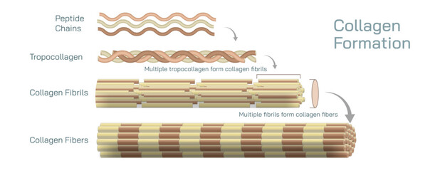 Collagen is a protein that is made up of amino acid abundant in the skin, bones, tissues, and tendons, where it provides perfect strength and structure due to its rigidity vector illustration.