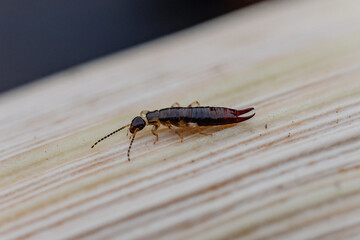 macro of a ring-legged earwig