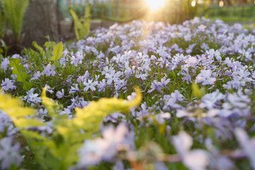 Wall Mural - Phlox subulate in the spring garden