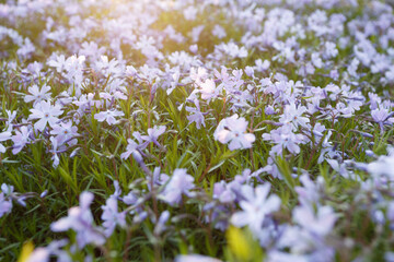 Wall Mural - Phlox subulate in the spring garden