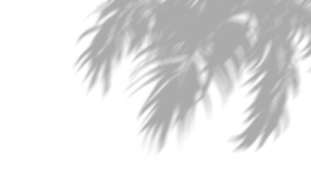 Wall Mural - palm foliage shade in motion clipart on transparent backgrounds 3d render png