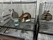 Keeping rabbits in a cage.