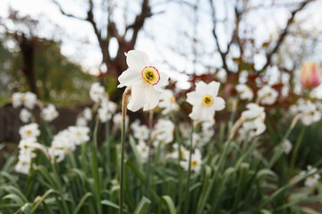 Wall Mural - White narcissus with a yellow core bloom in the garden