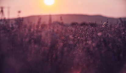 Wall Mural - Lavender flower background. Violet lavender field sanset close up. Lavender flowers in pastel colors at blur background. Nature background with lavender in the field.