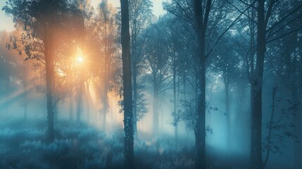 Wall Mural - Beautiful nature at morning in the misty spring forest with sun