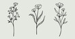 Flower Line Art Bundle | Wildflower Vector Illustrations | Botanical Leafy Floral Designs
