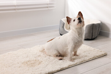 Poster - Cute dog near wet spot on rug indoors. Space for text