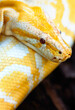 Gold Yellow Python, Albino snake with beautiful yellow skin snake texture close up. Reticulated python is non venomous snake.