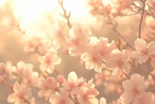 Close-up Of Beautiful Cherry Blossoms In Spring