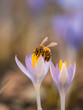 Nahaufnahme einer Biene auf einem blühenden Krokus. Ihr Körper ist mit gelben Pollen bedeckt.