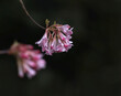 Blütenstrauch Duftschneeball Viburnum, Februar